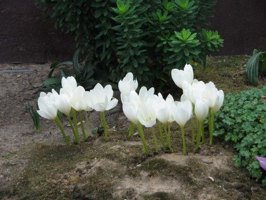 Безвременник великолепный (Colchicum magnificent)