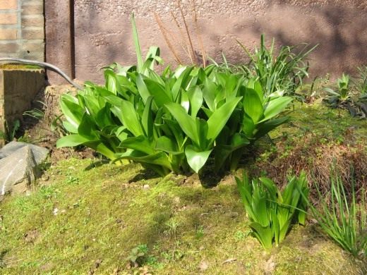 Безвременник великолепный (Colchicum magnificent)