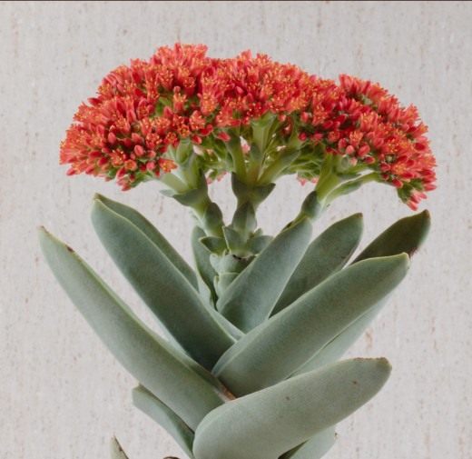 Толстянка (Crassula) Толстянка (Crassula)