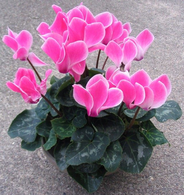 Цикламен (Cyclamen) Цикламен (Cyclamen)