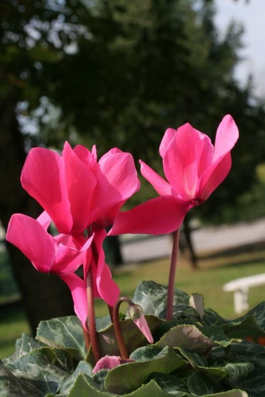 Цикламен (Cyclamen)