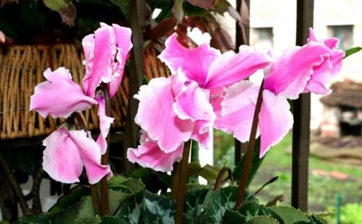 Цикламен (Cyclamen)