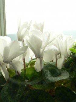 Цикламен (Cyclamen)