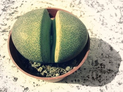 Динтерантус (Dinteranthus)