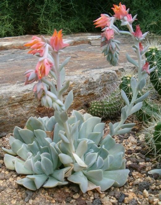 Эчеверия (Echeveria) Эчеверия (Echeveria)
