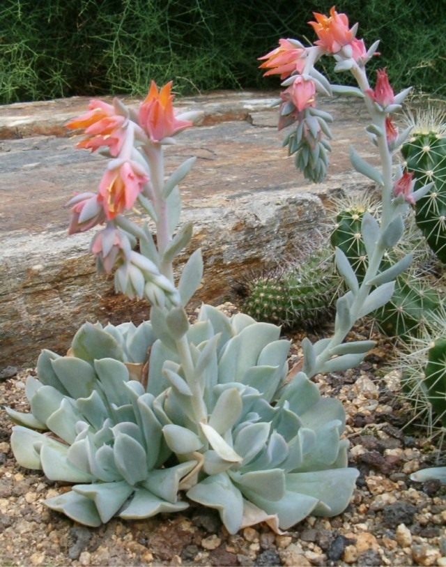 Эчеверия (Echeveria) Эчеверия (Echeveria)