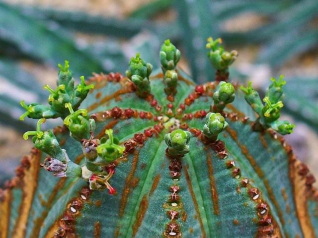 Молочай тучный, или Молочай пухлый (Euphorbia obesa) Молочай тучный, или Молочай пухлый (Euphorbia obesa)