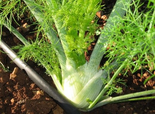 Фенхель (Fennel)