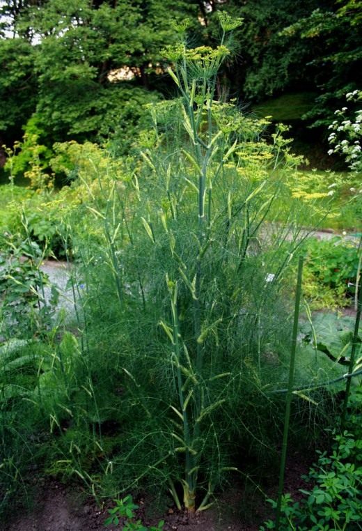 Фенхель (Fennel)