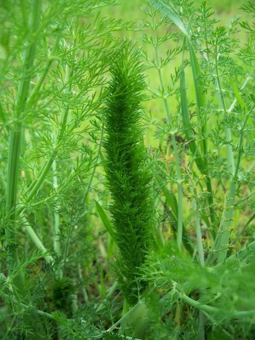 Фенхель (Fennel)