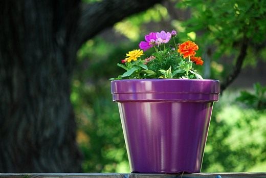 Цветы в горшке (Flowers in a pot)