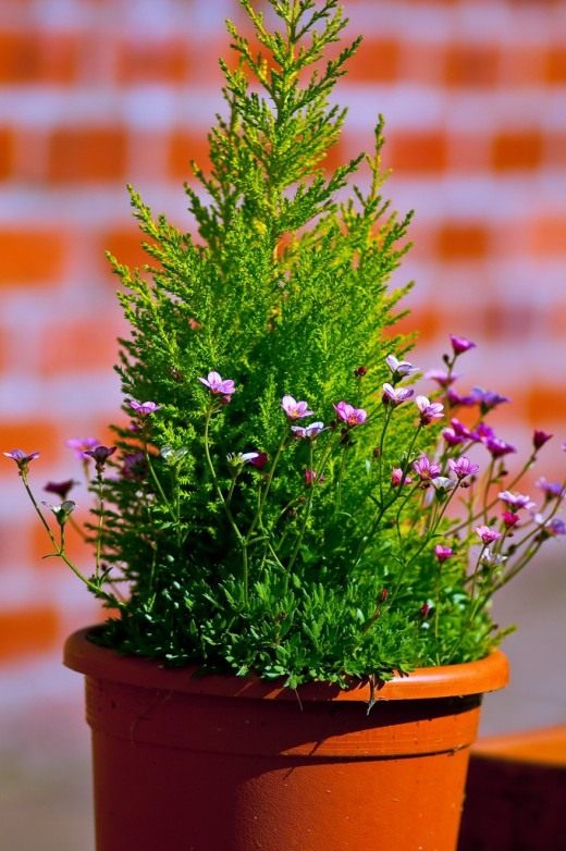 Цветы в горшке (Flowers in a pot)