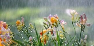 Цветы Фрезии под дождём