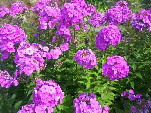 Флокс метельчатый (Garden phlox)