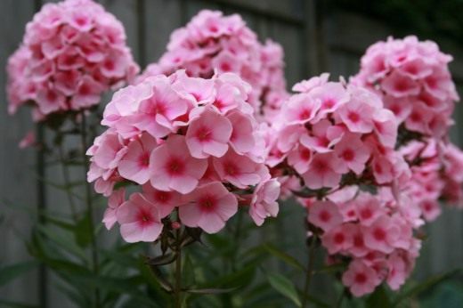 Флокс метельчатый (Garden phlox)
