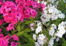 Флокс метельчатый