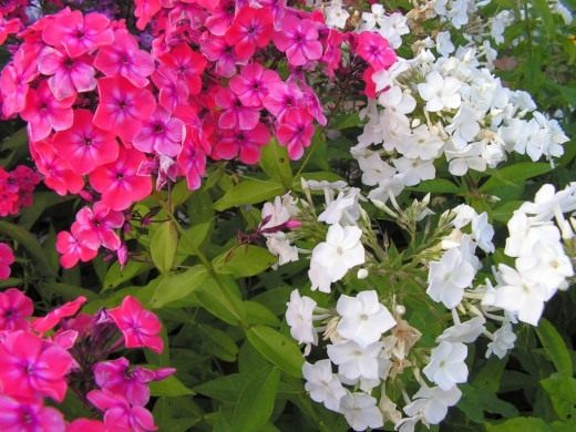 Флокс метельчатый (Garden phlox)