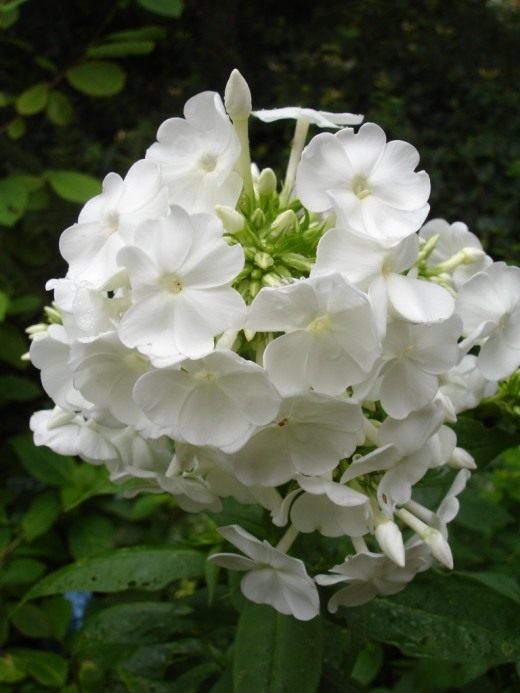 Флокс метельчатый (Garden phlox)