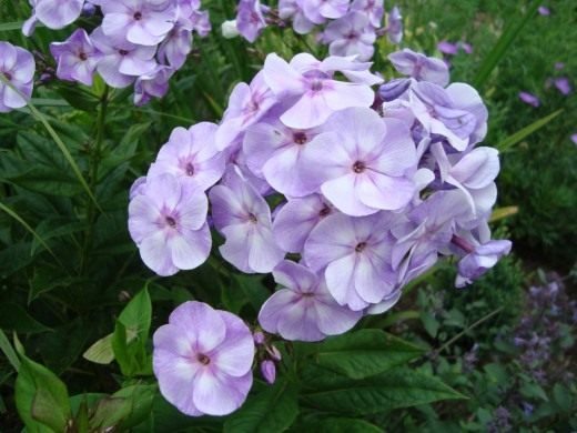Флокс метельчатый (Garden phlox)