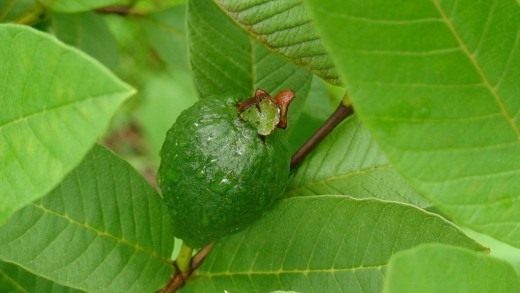Гуава (Guava) Гуава (Guava)