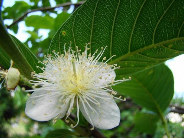 Гуава (Psidium guajava) Гуава (Psidium guajava)
