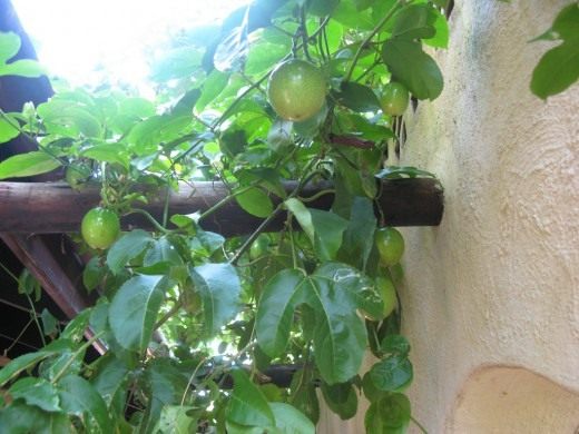 Гуава (Guava)
