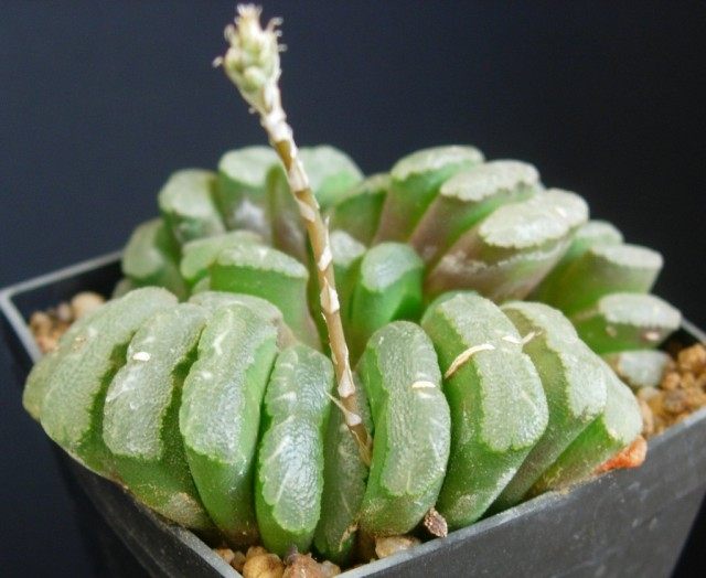 Хавортия (Haworthia) Хавортия (Haworthia)