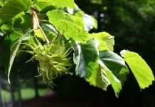 Лещина, или орешник (Corylus)