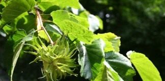 Лещина, или орешник (Corylus)