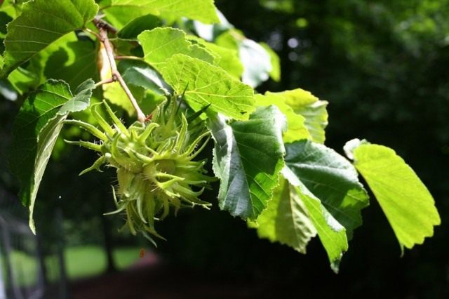 Лещина, или орешник (Corylus) Лещина, или орешник (Corylus)