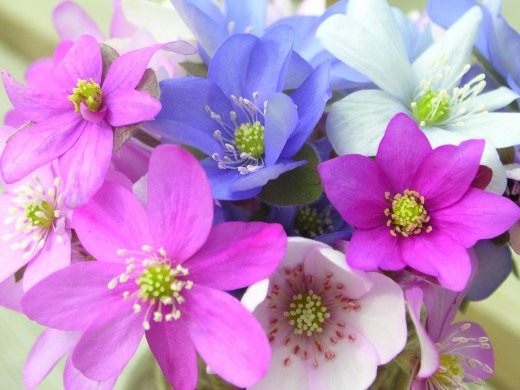 Печёночница, или перелеска (Hepatica, liverleaf, or liverwort)
