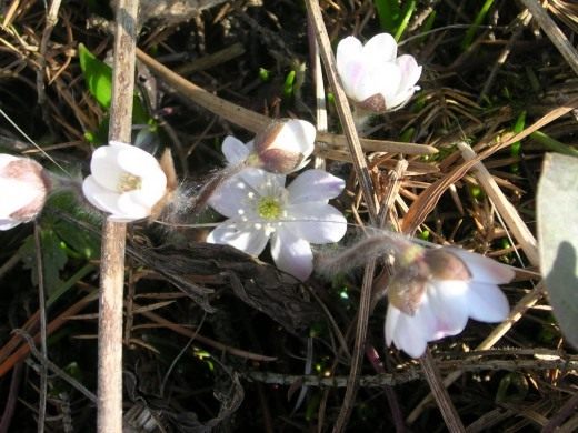 Печёночница, или перелеска (Hepatica, liverleaf, or liverwort)