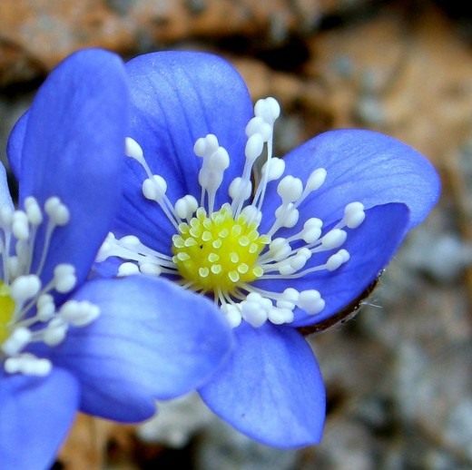 Печёночница, или перелеска (Hepatica, liverleaf, or liverwort)