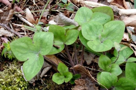 Печёночница, или перелеска (Hepatica, liverleaf, or liverwort)
