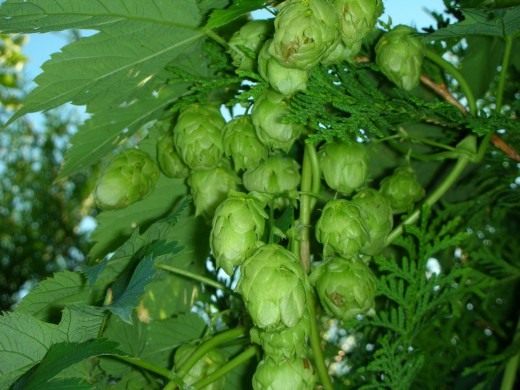 Хмель (Hop)
