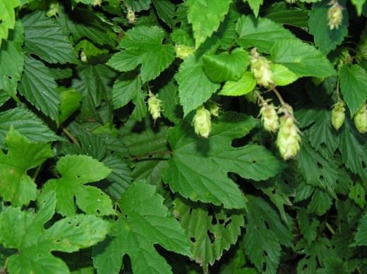 Хмель (Hop)