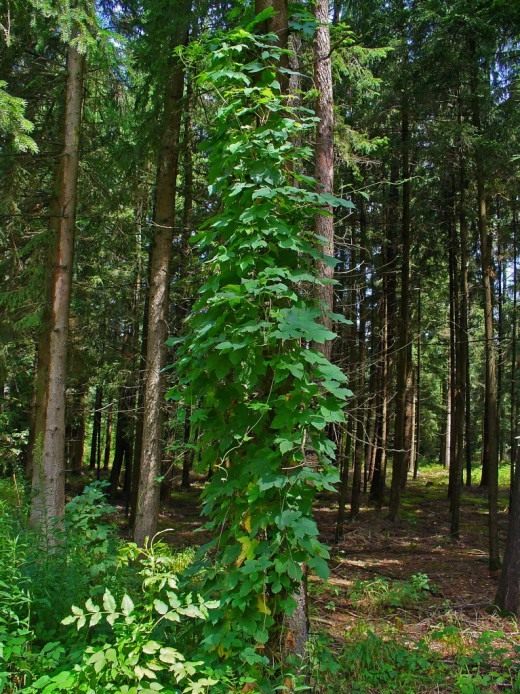 Хмель (Hop)
