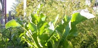 Ешь хрен едуч, будешь живуч - Сад и огород Хрен