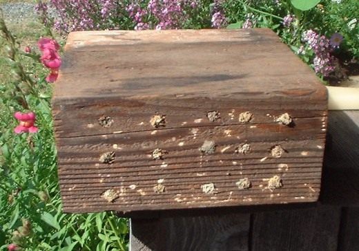 Заполненный домик-блок для пчёл Осмии (House for Mason bee) Заполненный домик-блок для пчёл Осмии (House for Mason bee)