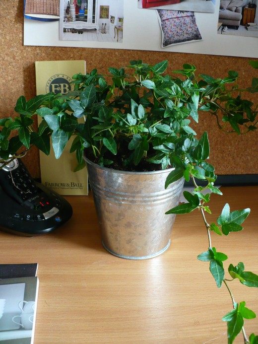 Комнатное растение (Houseplant)