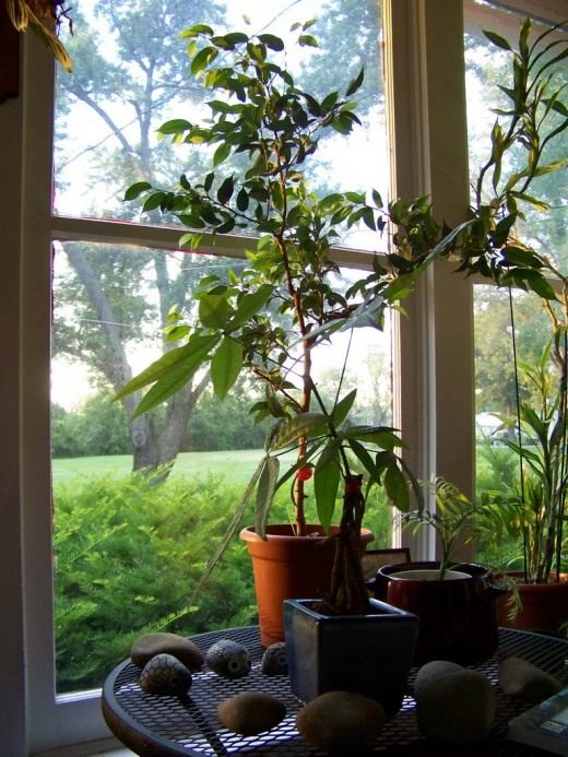 Комнатные растения у окна (Houseplants in the window)