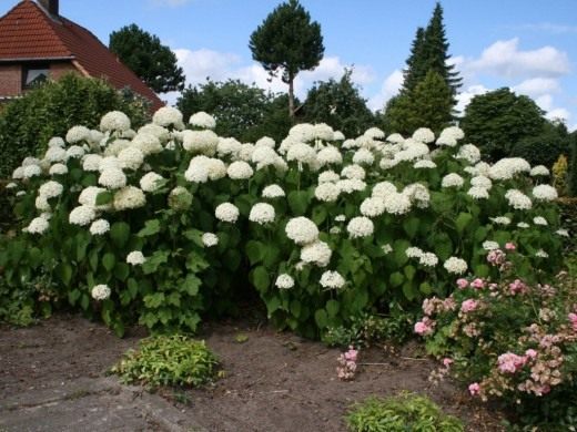 Гортензия древовидная 'Анабель' (Hydrangea arborescens 'Annabelle')