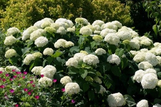Гортензия древовидная 'Анабель' (Hydrangea arborescens 'Annabelle')