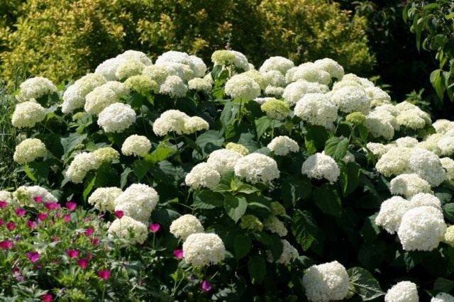 Гортензия древовидная «Анабель» (Hydrangea arborescens 'Annabelle') Гортензия древовидная «Анабель» (Hydrangea arborescens 'Annabelle')