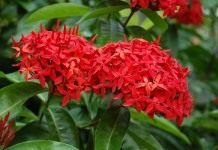 Иксора (Ixora)