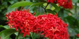 Иксора (Ixora)