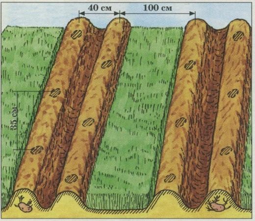 Схема размещения картофели и ржи на участке (Layout of potatoes and rye on the site)