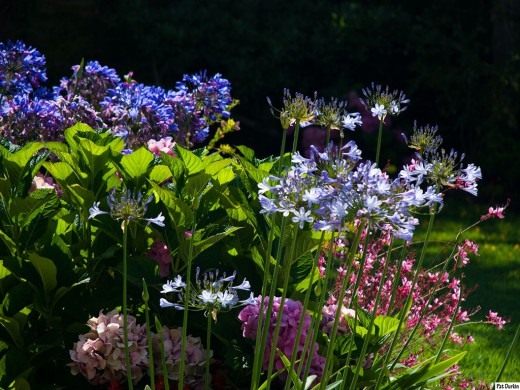 Агапантус (Lily of the Nile)
