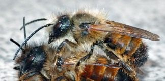 Пчела — союзник дачника - Животные Пчёлы Осмии (Mason bee)