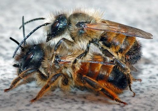 Пчёлы Осмии (Mason bee) Пчёлы Осмии (Mason bee)